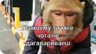 Sticker from Манки