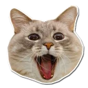 😄 emoji Caters Gonna Cate Telegram sticker 17 of 120