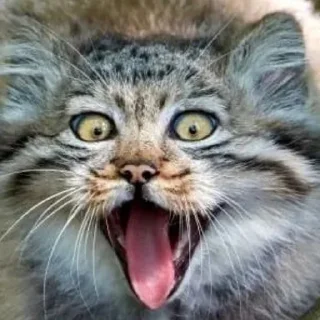 ❤️ emoji Манулы Telegram sticker 14 of 70