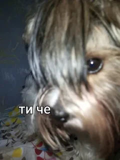 🗿 emoji джося Telegram sticker 23 of 32
