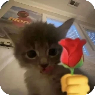 🐱 emoji Омагад 😨😨😨 Telegram sticker 7 of 120