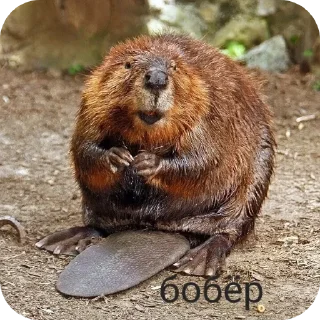 Sticker from Лучпик