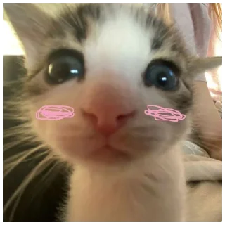 Sticker from Котики<3