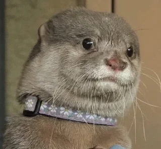 Sticker from Otters by Crossbill