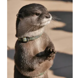 Sticker from otters