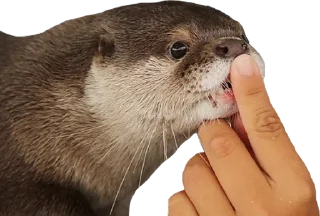 Sticker from Otters by Crossbill