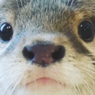 😐 emoji otters Telegram sticker 8 of 69
