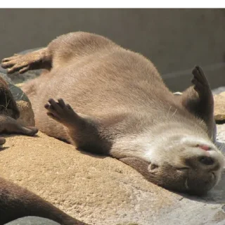 Sticker from otters