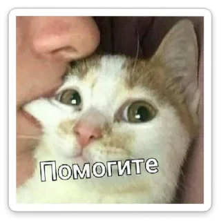 🙏 emoji Сс Telegram sticker 15 of 38