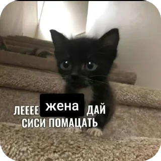 🐱 emoji meme Telegram sticker 5 of 19