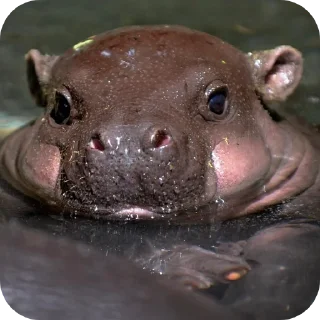 🥰 emoji Hippo Telegram sticker 10 of 116
