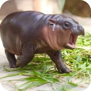 ☺ emoji Hippo Telegram sticker 24 of 116