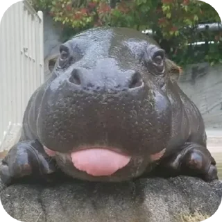 Sticker from Hippo