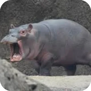 😡 emoji Hippo Telegram sticker 7 of 116