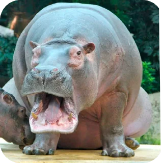 Sticker from Hippo