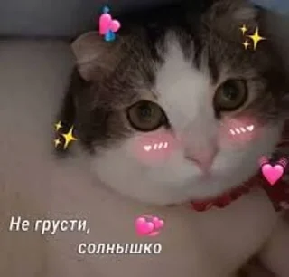 Sticker from 💗Котянчики💗