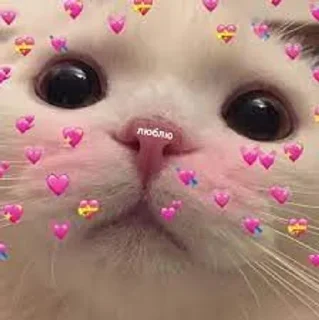 Sticker from 💗Котянчики💗