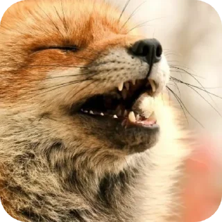 🦊 emoji Лисы @foxgreyfr Telegram sticker 12 of 17