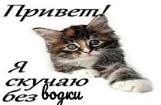 🍶 emoji паша Telegram sticker 16 of 66