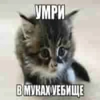 😠 emoji memcats Telegram sticker 15 of 120