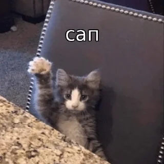 👋 emoji memcats Telegram sticker 1 of 120