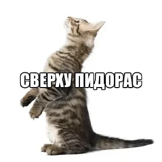 🌟 emoji memcats Telegram sticker 10 of 120