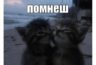 ❤️ emoji memcats Telegram sticker 12 of 120