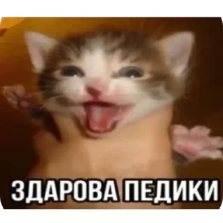 🫥 emoji memcats Telegram sticker 22 of 120