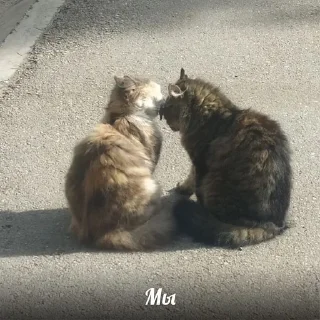 ❤️ emoji котёнки Telegram sticker 15 of 93