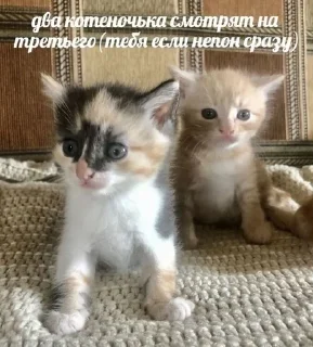 ❤️ emoji котёнки Telegram sticker 13 of 93