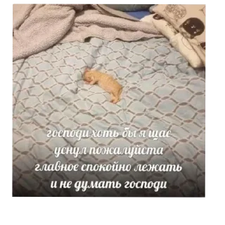 🌟 emoji котёнки Telegram sticker 18 of 93