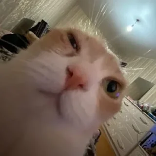 😉 emoji кто что где как когда всм Telegram sticker 8 of 24