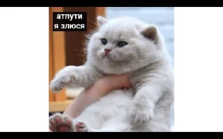 😠 emoji Котячные буханки Telegram sticker 10 of 14