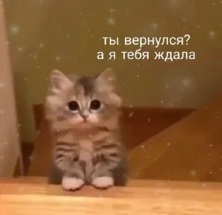 😍 emoji да шоб тебя каток переехал блядина Telegram sticker 2 of 45