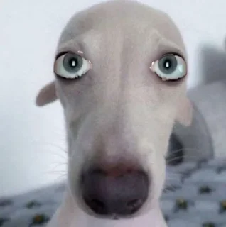 🐶 emoji собака Telegram sticker 6 of 12