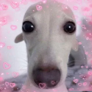 🐶 emoji собака Telegram sticker 5 of 12