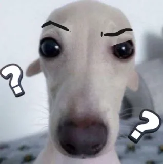 🐶 emoji собака Telegram sticker 12 of 12