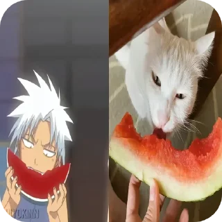 Sticker from Cats are so cute