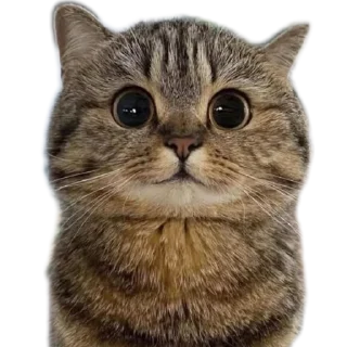Sticker from Плывите сосиски