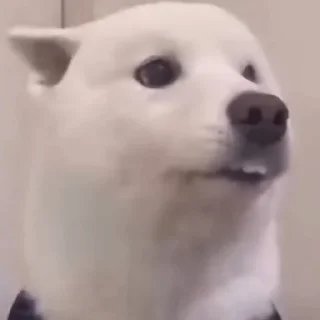 🐶 emoji Рандом щит by @nevedomaya_zlobnaya_hren Telegram sticker 5 of 99