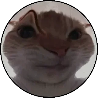 😠 emoji котячий гаремчик Женечки Telegram sticker 12 of 40