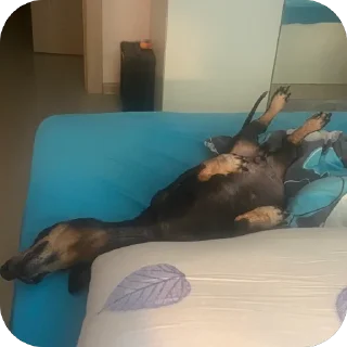 🤙 emoji рокки Telegram sticker 23 of 27