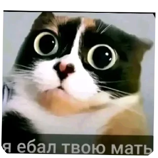 🐱 emoji БОЛЬШЕ ⇨ @FULLSITION Telegram sticker 14 of 58