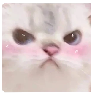 🌟 emoji Белый пушистик Telegram sticker 4 of 87