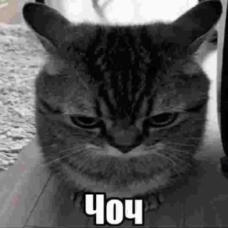 Sticker from Sad Cat