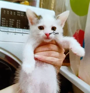 🌟 emoji боссы Telegram sticker 20 of 26