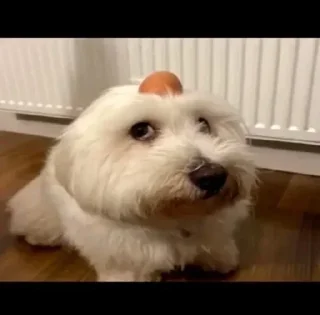 🥚 emoji люти мемы Telegram sticker 7 of 17