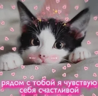 💗 emoji да, Ларёк, это кошки Telegram sticker 18 of 40