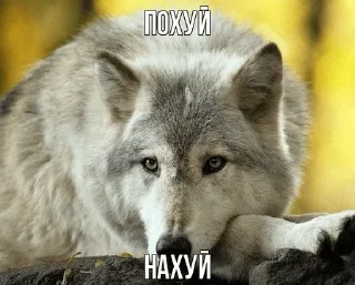 ☝️ emoji Волчья мудрость ☝️☝️☝️ (матершинное) Telegram sticker 7 of 102