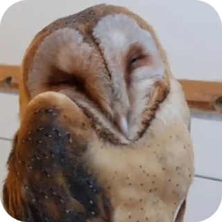 Sticker from Owls • @Earth928B